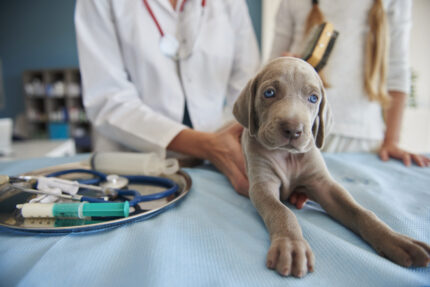 Cabinet medical-veterinar